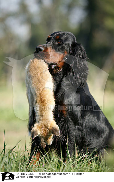 Gordon Setter retrieves fox / RR-22338