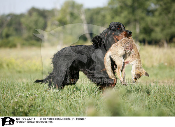 Gordon Setter apportiert Fuchs / Gordon Setter retrieves fox / RR-22344