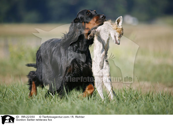 Gordon Setter retrieves fox / RR-22350