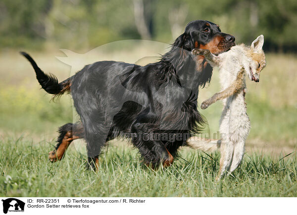 Gordon Setter retrieves fox / RR-22351