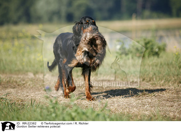 Gordon Setter apportiert Marder / Gordon Setter retrieves polecat / RR-22382