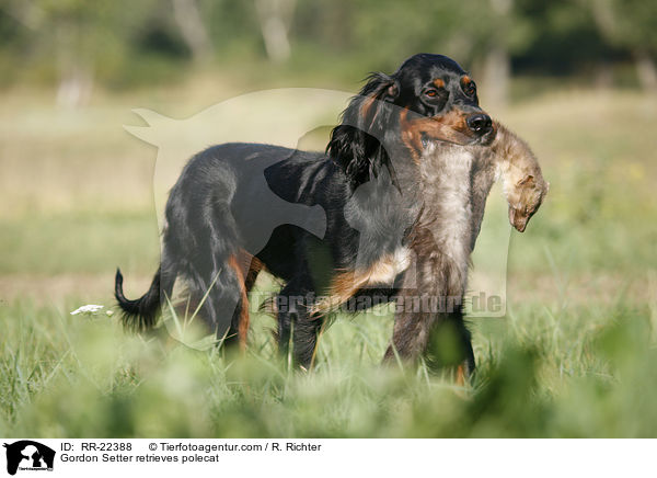 Gordon Setter apportiert Marder / Gordon Setter retrieves polecat / RR-22388