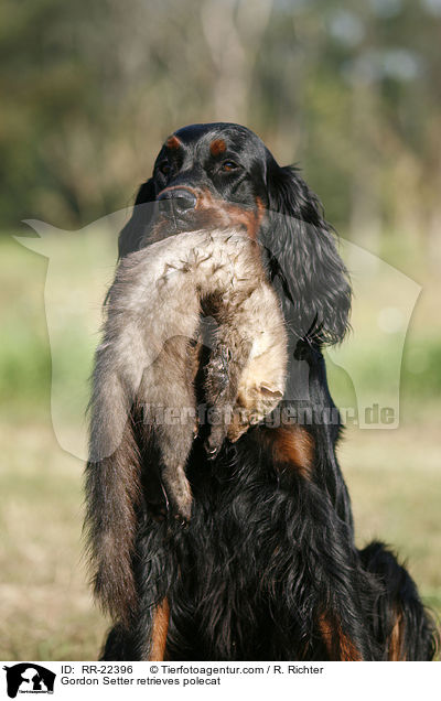 Gordon Setter apportiert Marder / Gordon Setter retrieves polecat / RR-22396