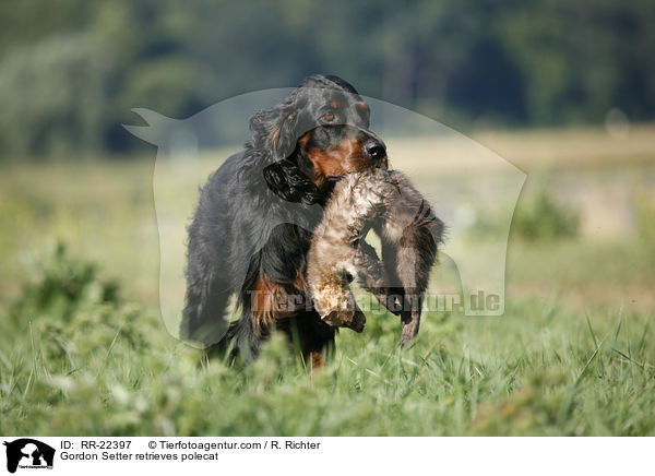 Gordon Setter apportiert Marder / Gordon Setter retrieves polecat / RR-22397