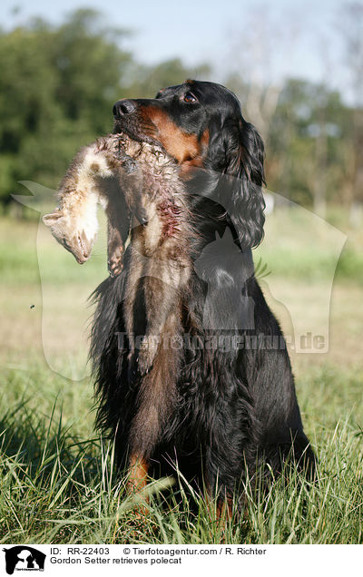 Gordon Setter apportiert Marder / Gordon Setter retrieves polecat / RR-22403