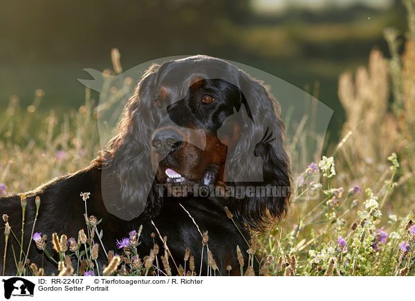 Gordon Setter Portrait / Gordon Setter Portrait / RR-22407