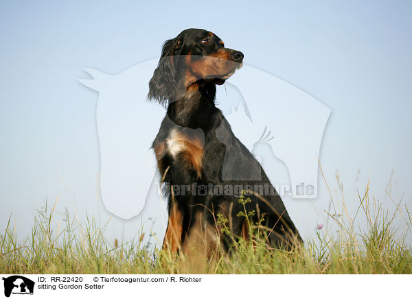 sitzender Gordon Setter / sitting Gordon Setter / RR-22420