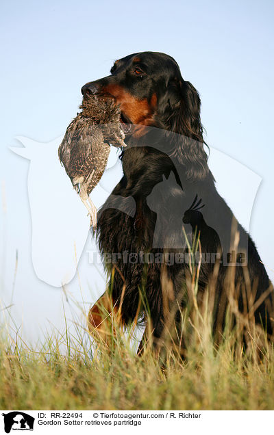 Gordon Setter apportiert Rebhuhn / Gordon Setter retrieves partridge / RR-22494