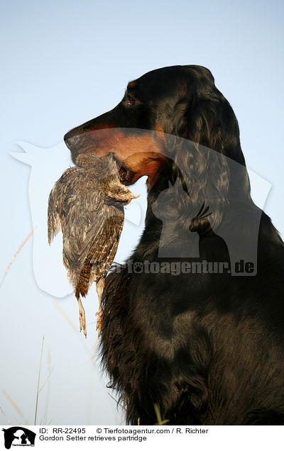 Gordon Setter apportiert Rebhuhn / Gordon Setter retrieves partridge / RR-22495