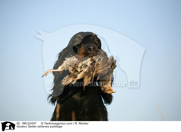 Gordon Setter apportiert Rebhuhn / Gordon Setter retrieves partridge / RR-22497