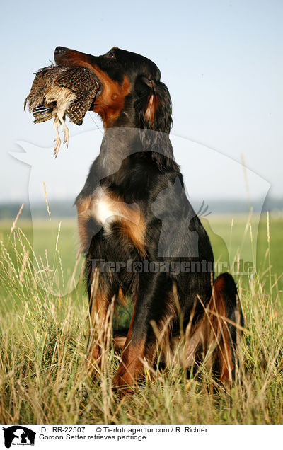 Gordon Setter apportiert Rebhuhn / Gordon Setter retrieves partridge / RR-22507