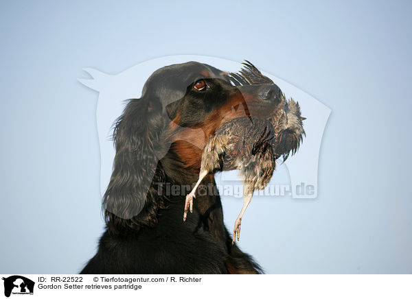 Gordon Setter apportiert Rebhuhn / Gordon Setter retrieves partridge / RR-22522