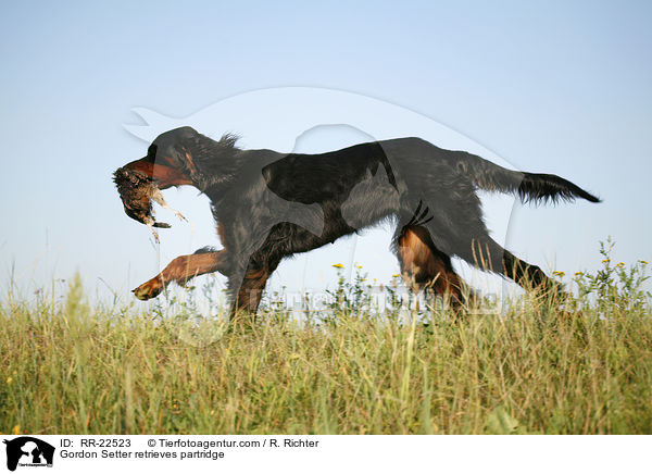 Gordon Setter apportiert Rebhuhn / Gordon Setter retrieves partridge / RR-22523