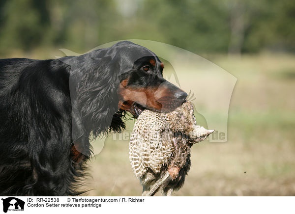 Gordon Setter apportiert Rebhuhn / Gordon Setter retrieves partridge / RR-22538