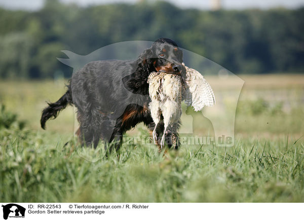 Gordon Setter apportiert Rebhuhn / Gordon Setter retrieves partridge / RR-22543