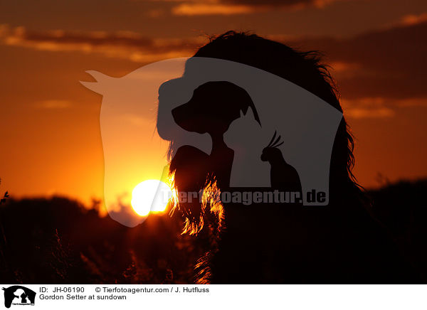 Gordon Setter im Sonnenuntergang / Gordon Setter at sundown / JH-06190