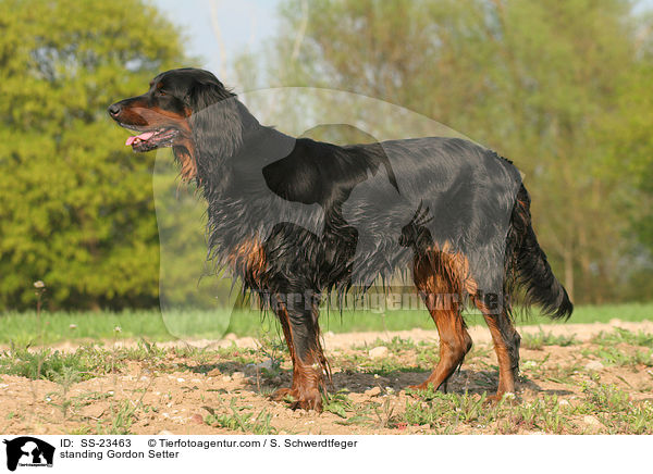 standing Gordon Setter / SS-23463