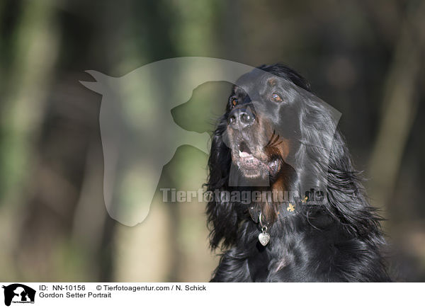 Gordon Setter Portrait / NN-10156