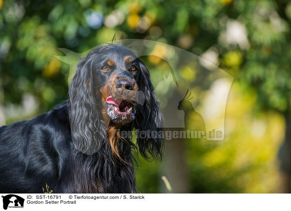 Gordon Setter Portrait / Gordon Setter Portrait / SST-16791