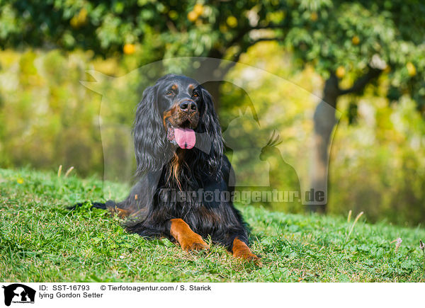 liegender Gordon Setter / lying Gordon Setter / SST-16793