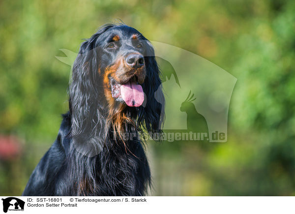 Gordon Setter Portrait / Gordon Setter Portrait / SST-16801