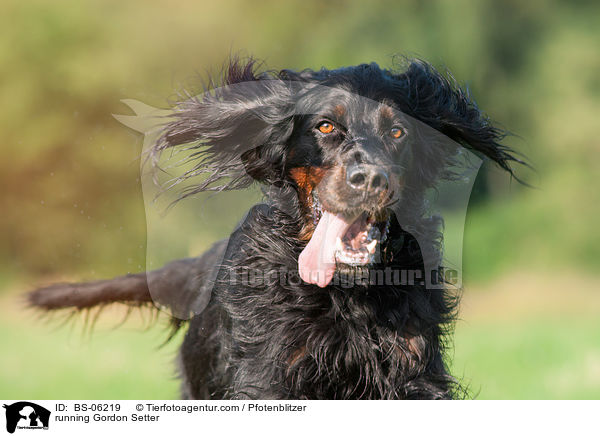 rennender Gordon Setter / running Gordon Setter / BS-06219