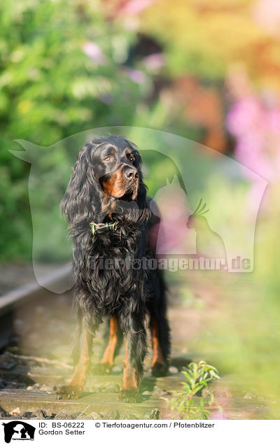 Gordon Setter / Gordon Setter / BS-06222