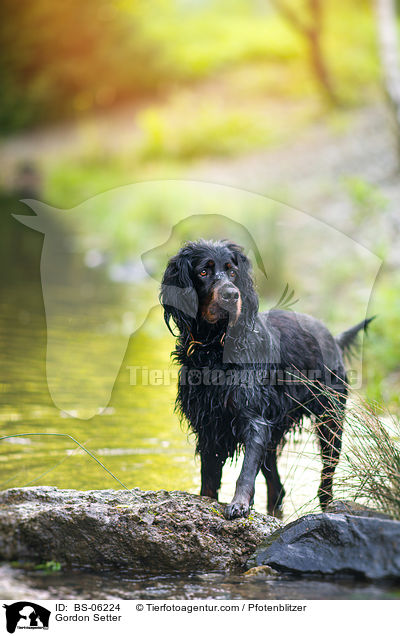 Gordon Setter / Gordon Setter / BS-06224