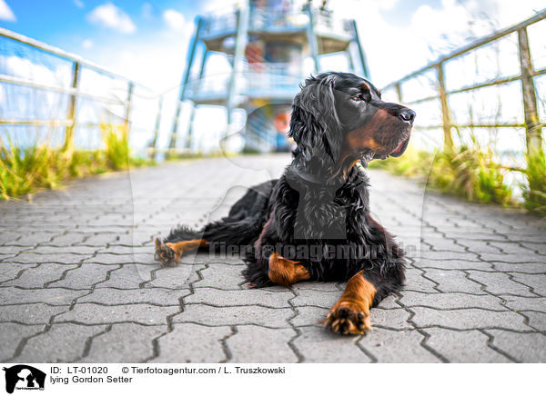 liegender Gordon Setter / lying Gordon Setter / LT-01020