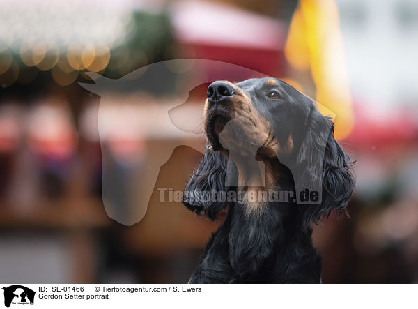 Gordon Setter portrait / SE-01466