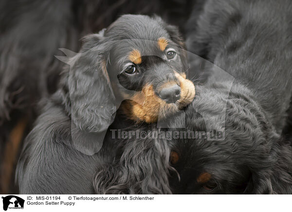 Gordon Setter Welpe / Gordon Setter Puppy / MIS-01194