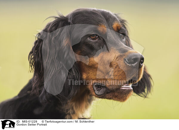 Gordon Setter Portrait / Gordon Setter Portrait / MIS-01228