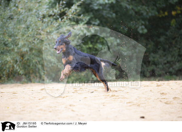 Gordon Setter / JM-15195