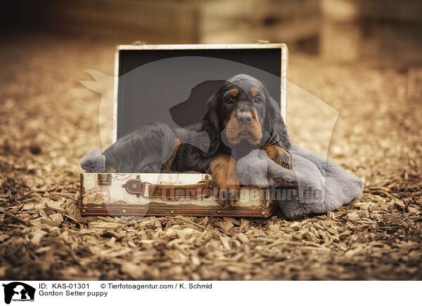 Gordon Setter Welpe / Gordon Setter puppy / KAS-01301