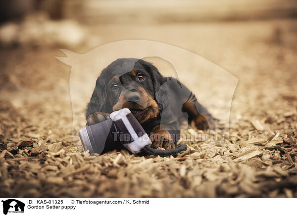 Gordon Setter Welpe / Gordon Setter puppy / KAS-01325