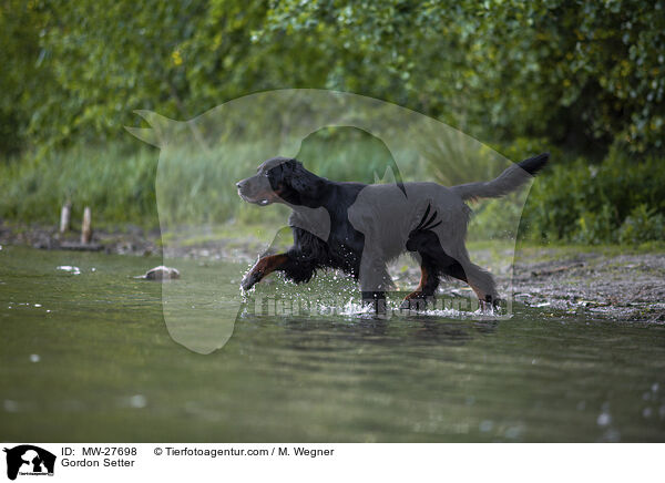 Gordon Setter / Gordon Setter / MW-27698