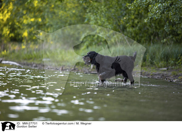 Gordon Setter / Gordon Setter / MW-27701