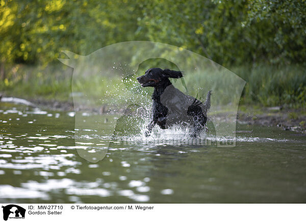 Gordon Setter / Gordon Setter / MW-27710