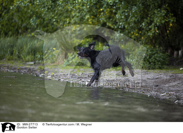 Gordon Setter / Gordon Setter / MW-27713