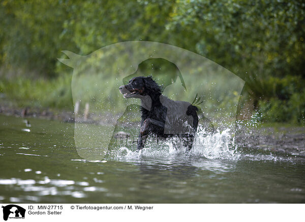 Gordon Setter / Gordon Setter / MW-27715