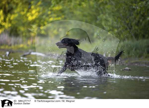 Gordon Setter / Gordon Setter / MW-27717