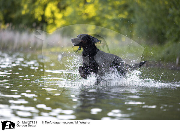 Gordon Setter / Gordon Setter / MW-27721