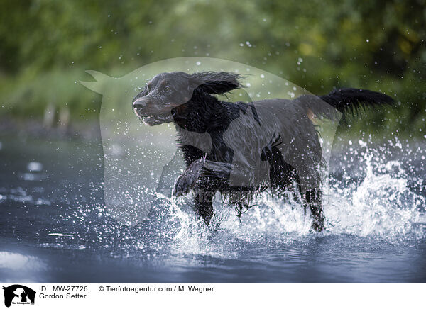 Gordon Setter / Gordon Setter / MW-27726