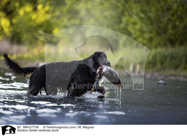 Gordon Setter apportiert Ente / Gordon Setter retrieves duck / MW-27736