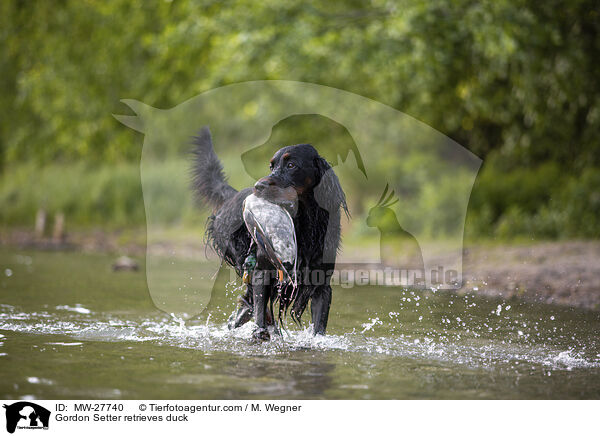 Gordon Setter apportiert Ente / Gordon Setter retrieves duck / MW-27740