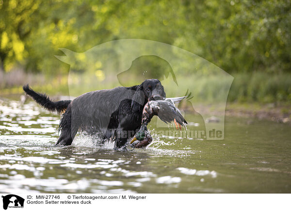 Gordon Setter apportiert Ente / Gordon Setter retrieves duck / MW-27746