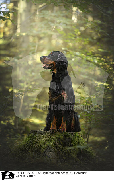 Gordon Setter / Gordon Setter / CF-02289