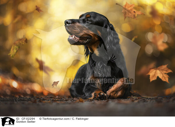 Gordon Setter / CF-02294