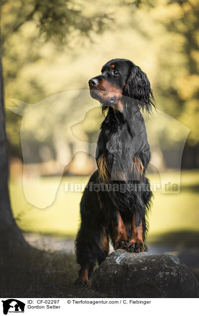 Gordon Setter / Gordon Setter / CF-02297