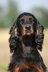 Gordon Setter Portrait